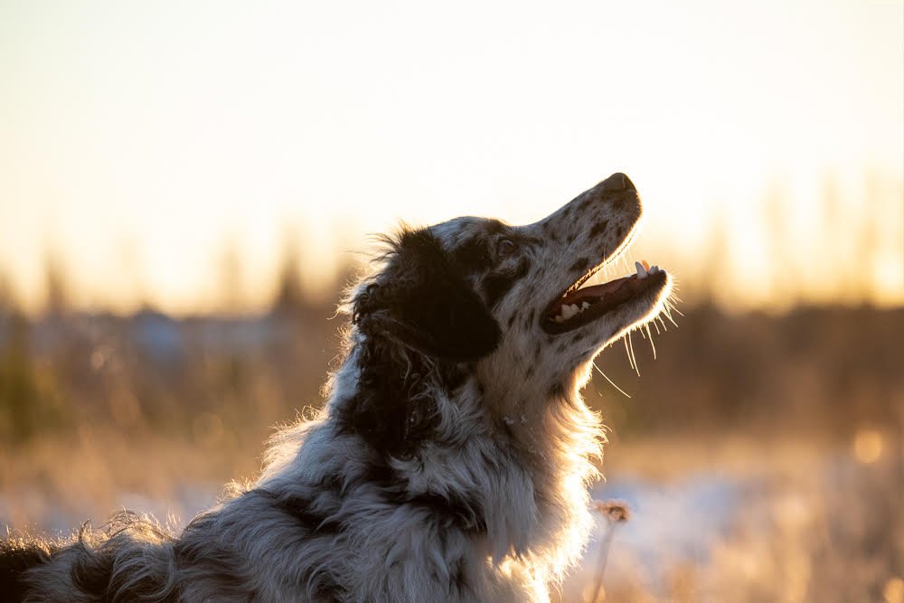 Kuva: Satu Palviainen